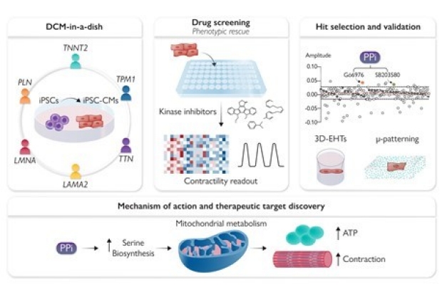 High throughput physiological screening to identify small molecule activator